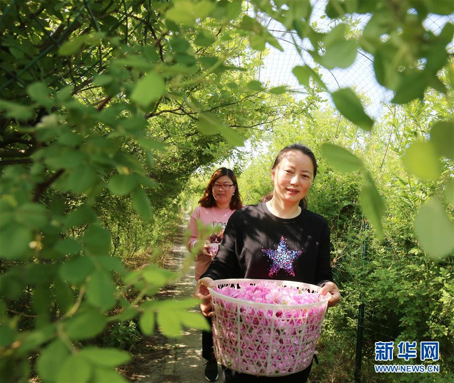 #（經濟）（5）江蘇海安：玫瑰花鋪就農民致富“芬芳之路”