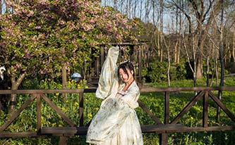 徜徉櫻花花海，來場動漫之旅