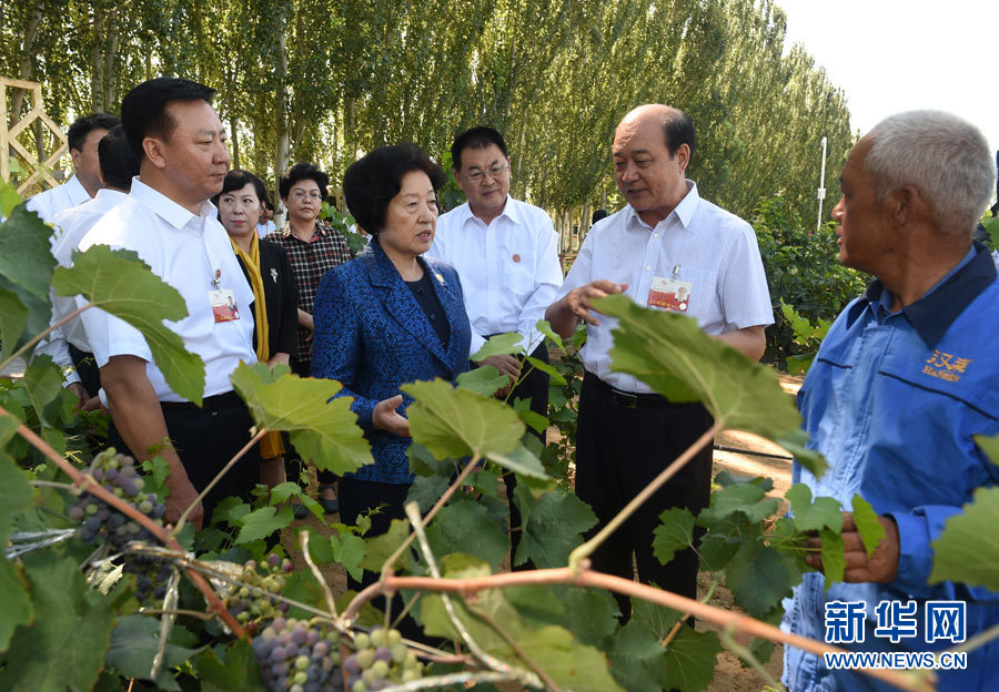 8月9日，中共中央政治局委員、中央統(tǒng)戰(zhàn)部部長、中央代表團副團長孫春蘭率中央代表團三分團，先后赴內蒙古自治區(qū)烏海市、阿拉善盟看望各族干部群眾。這是孫春蘭在烏海市漢森酒業(yè)集團的葡萄種植園了解葡萄種植情況。新華社記者 任軍川 攝