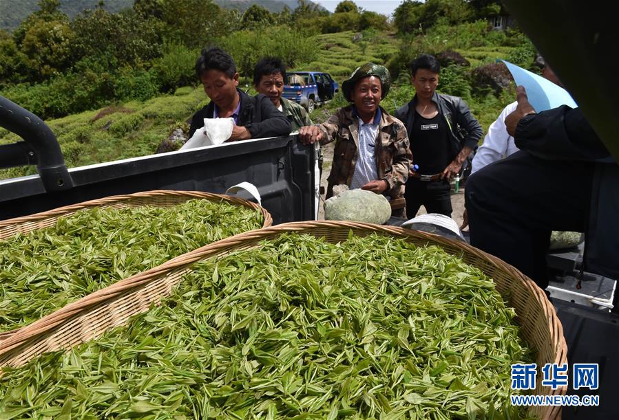 （經濟）（1） 西藏墨脫：茶業(yè)變成致富“金葉”