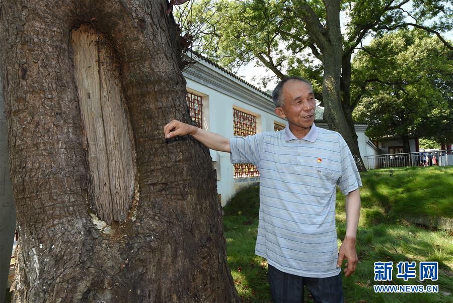 （壯麗70年·奮斗新時代——記者再走長征路·圖文互動）（2）“紅軍樹”下憶初心、守初心