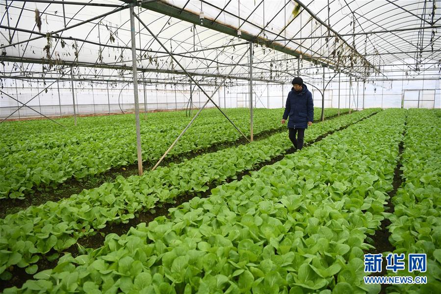 （在習(xí)近平新時代中國特色社會主義思想指引下——新時代新作為新篇章·總書記關(guān)切高質(zhì)量發(fā)展·圖文互動）（2）穩(wěn)住“一頭豬”、供好“一袋米”、配好“一籃菜