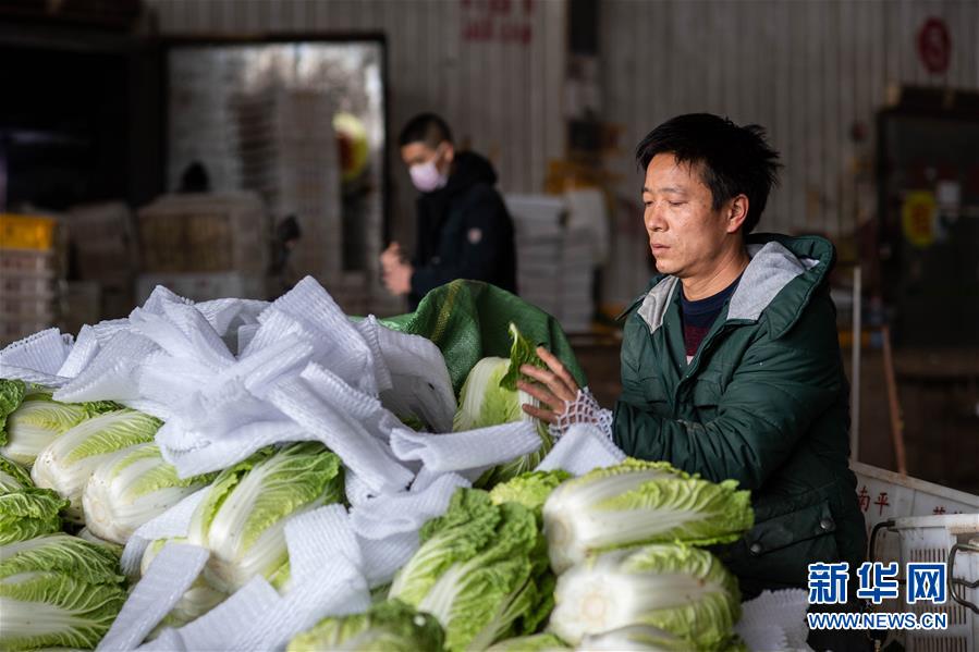 （抓好春耕備耕 穩(wěn)住農(nóng)業(yè)生產(chǎn)·圖文互動）（2）“栽種的是菜苗，收獲的是希望”——云南蔬菜集散地通海縣春耕見聞 