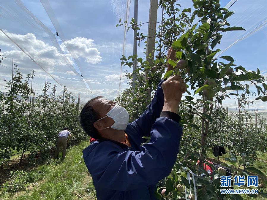 （決戰(zhàn)決勝脫貧攻堅·圖文互動）（2）高原紅了，日子好了——貴州海拔最高縣發(fā)展蘋果產(chǎn)業(yè)見聞