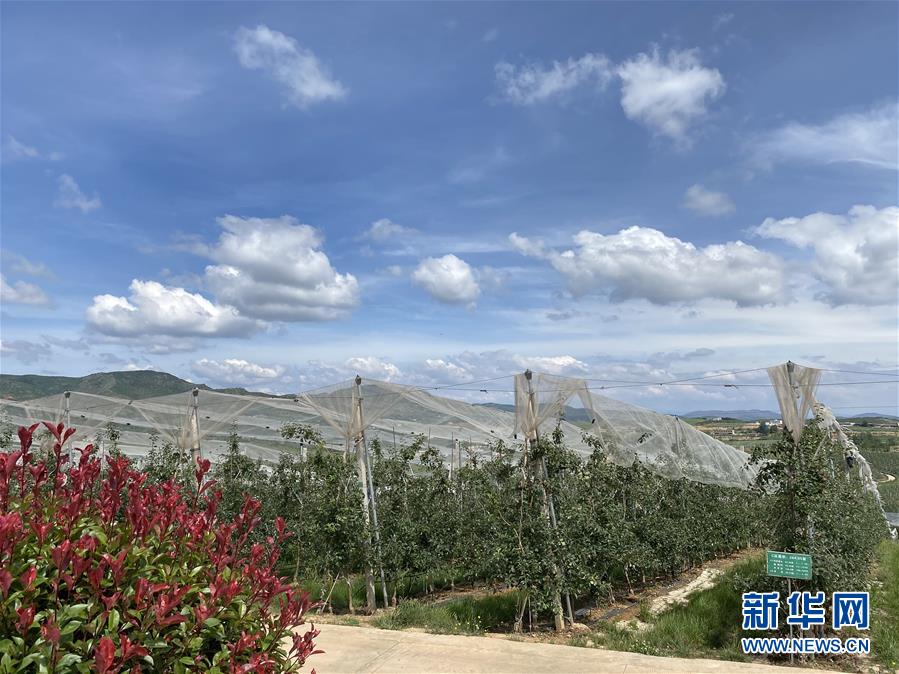 （決戰(zhàn)決勝脫貧攻堅·圖文互動）（3）高原紅了，日子好了——貴州海拔最高縣發(fā)展蘋果產(chǎn)業(yè)見聞