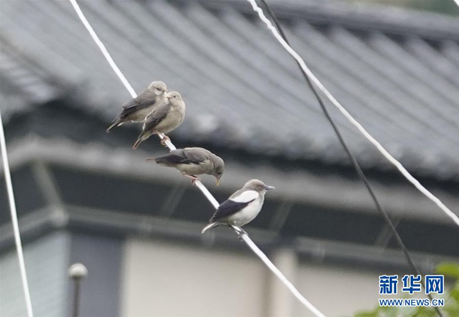 （新華網·圖文互動）（1）云南保山首次記錄到國家重點保護野生動物白頭鷂