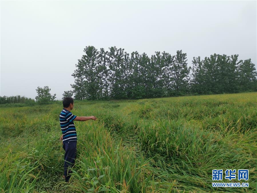 （新華視點·聚焦餐桌外的浪費·圖文互動）（2）顆粒歸倉為何難實現？我國糧食收割環(huán)節(jié)損失驚人