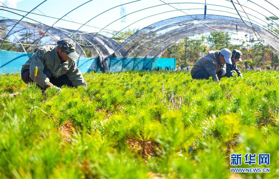 （在習近平新時代中國特色社會主義思想指引下——新時代新作為新篇章·習近平總書記關切事·圖文互動）（8）綠意，在黃沙中鋪展——我國防沙治沙紀實