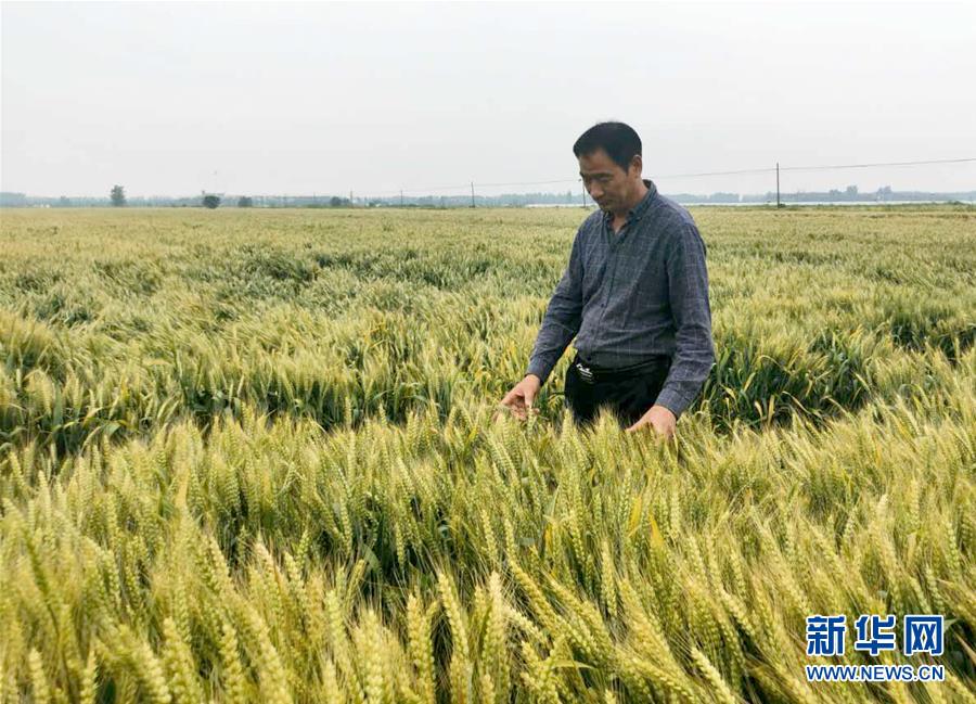 （在習近平新時代中國特色社會主義思想指引下——新時代新作為新篇章·習近平總書記關切事·圖文互動）（1）新農事、新希望——夏收前田間新動態掃描