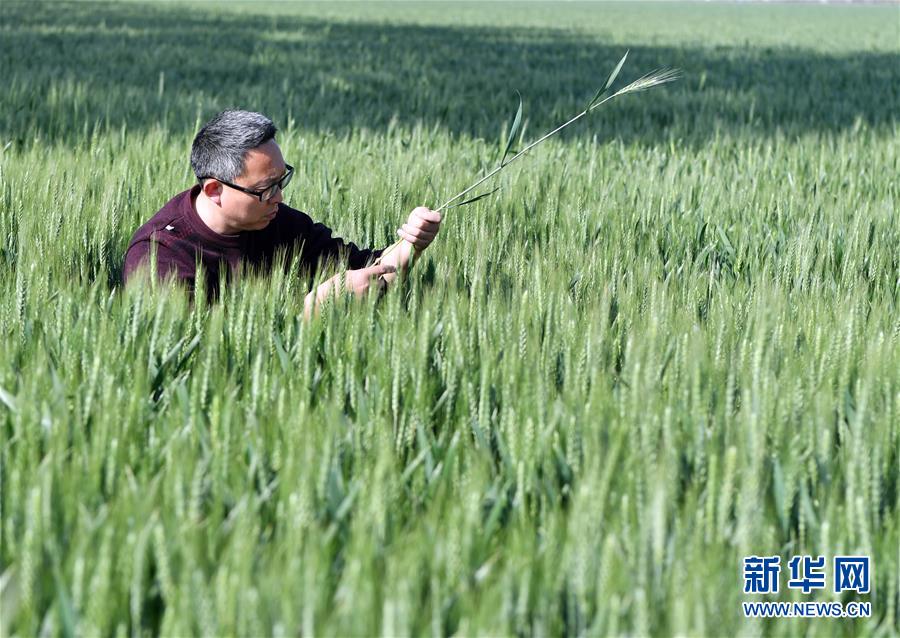 （在習近平新時代中國特色社會主義思想指引下——新時代新作為新篇章·習近平總書記關切事·圖文互動）（5）新農事、新希望——夏收前田間新動態掃描