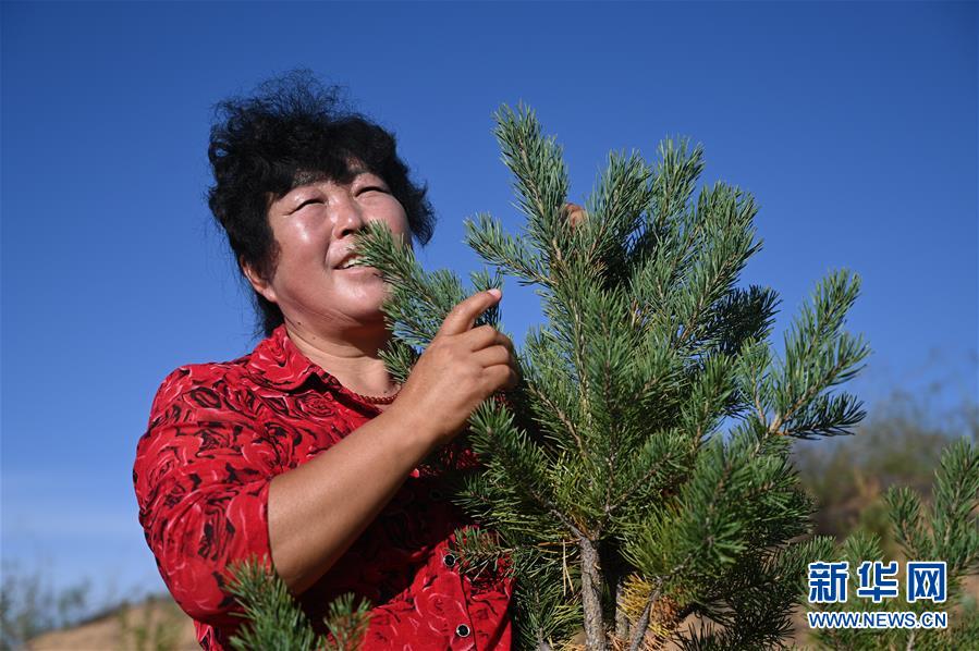 （在習(xí)近平新時代中國特色社會主義思想指引下——新時代新作為新篇章·習(xí)近平總書記關(guān)切事·圖文互動）（5）綠意，在黃沙中鋪展——我國防沙治沙紀實