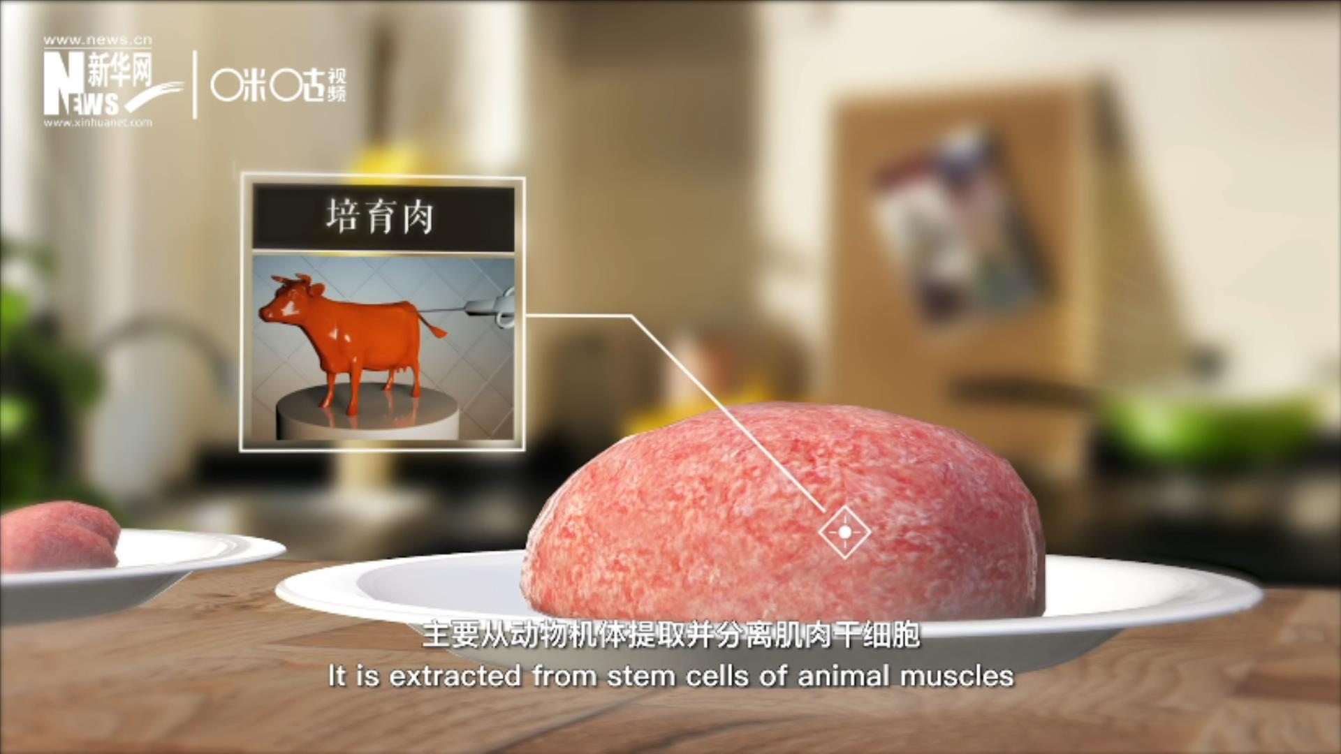 培育肉主要是從動物機體提取并分離肌肉干細胞，在實驗室里培養而成