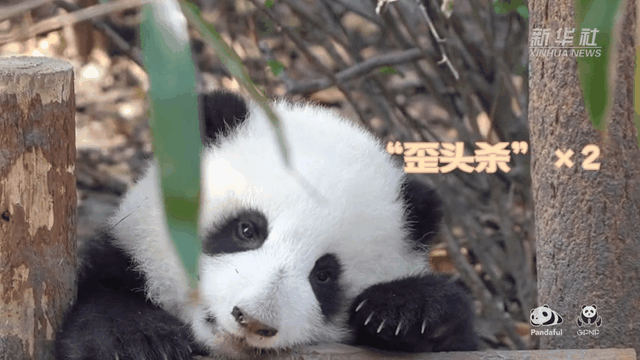 請注意，前方有滾滾發起近距離“歪頭殺”