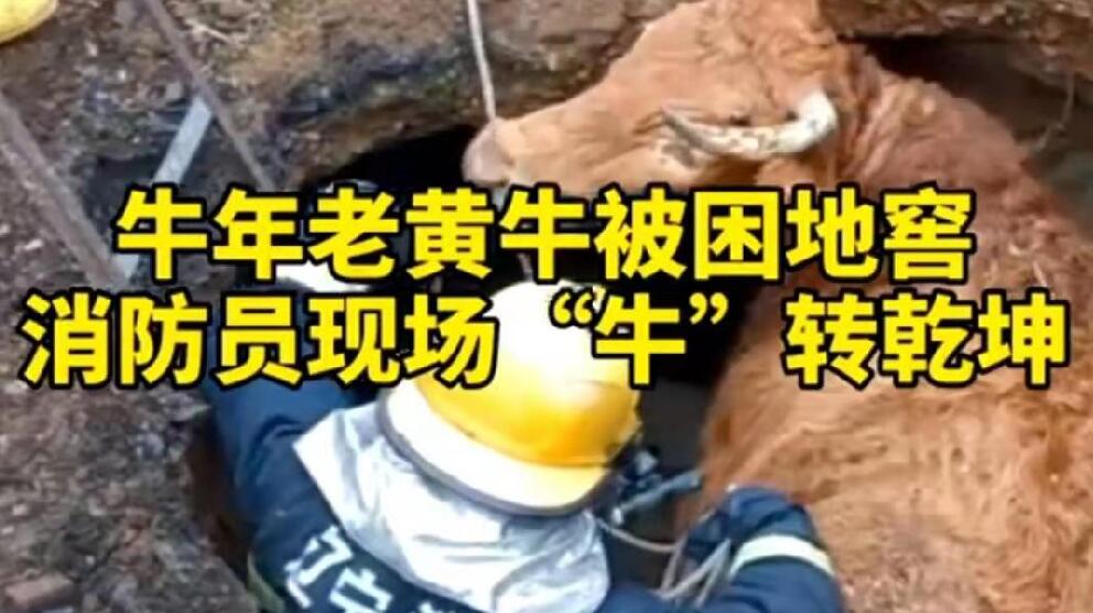 牛年老黃牛被困地窖，消防員現場“牛”轉乾坤！