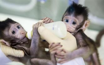 重大突破！兩只克隆猴在中國誕生